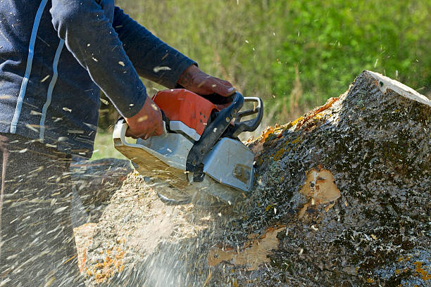 How Our Tree Care Process Works  in  Saltillo, MS